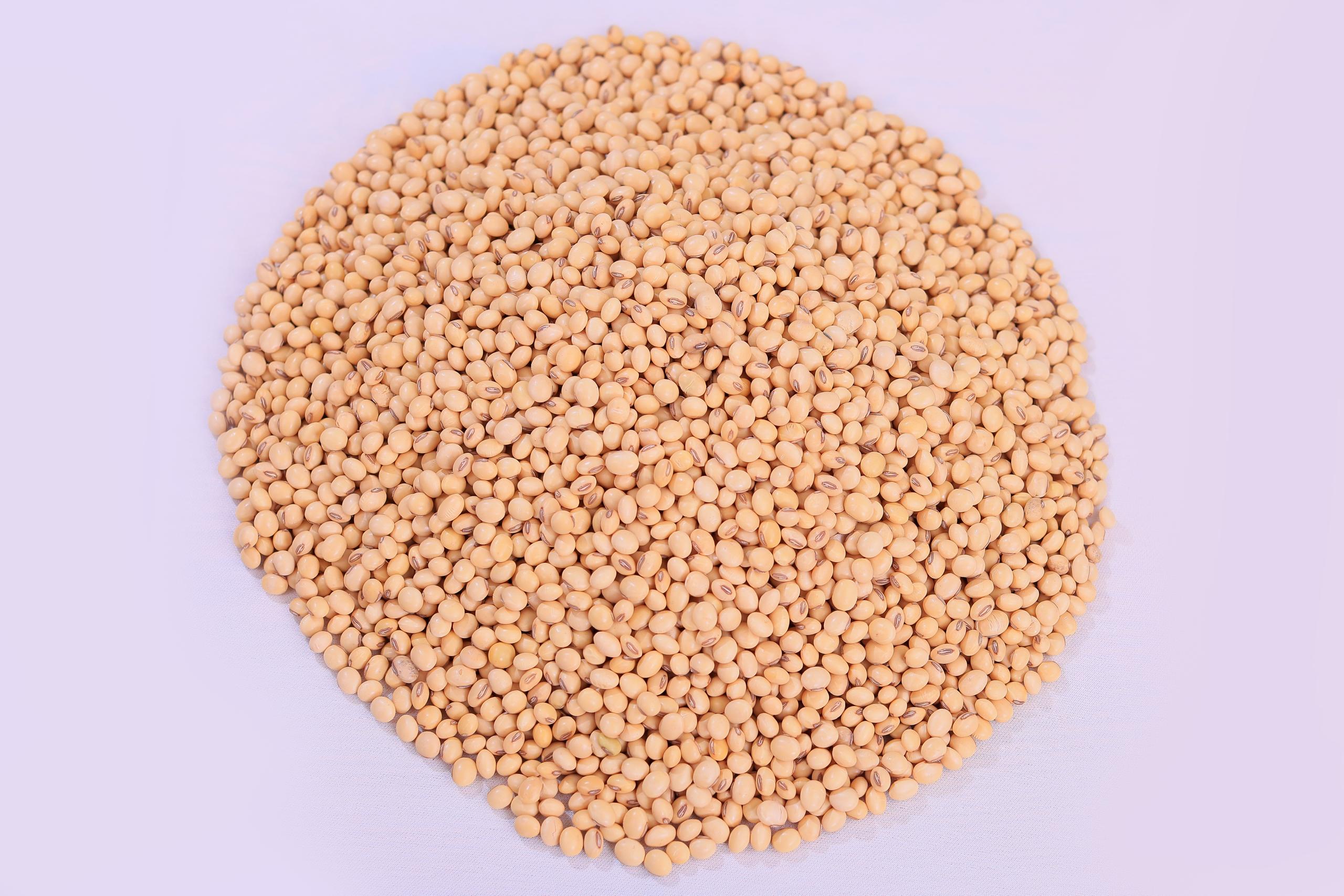 Non-GMO soybeans 1 Non-GMO soybeans