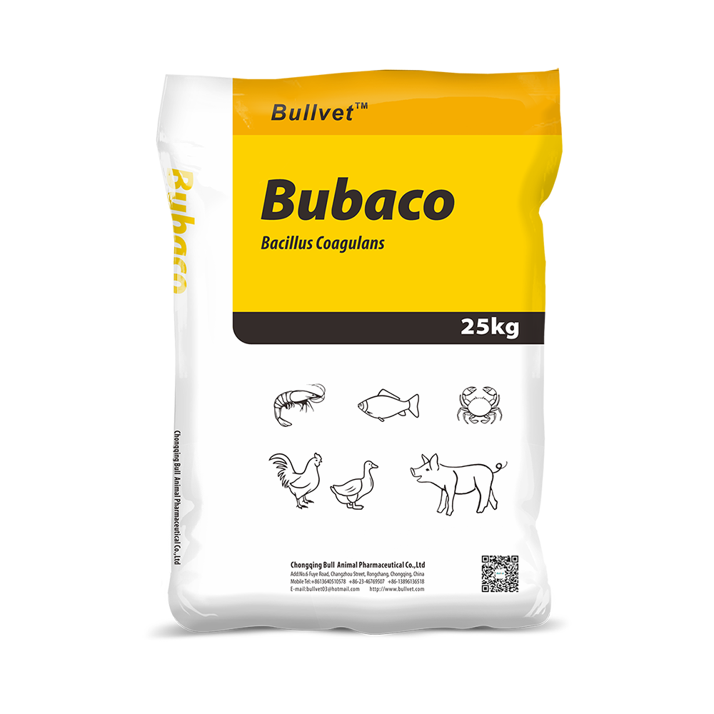 Bacillus Coagulans 1 Bacillus Coagulans