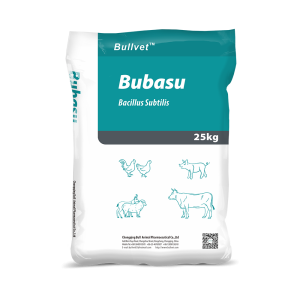 Bacillus Subtilis