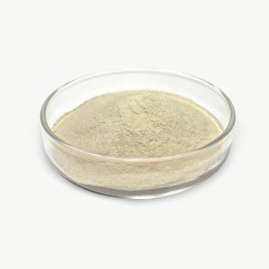 Bacillus Subtilis
