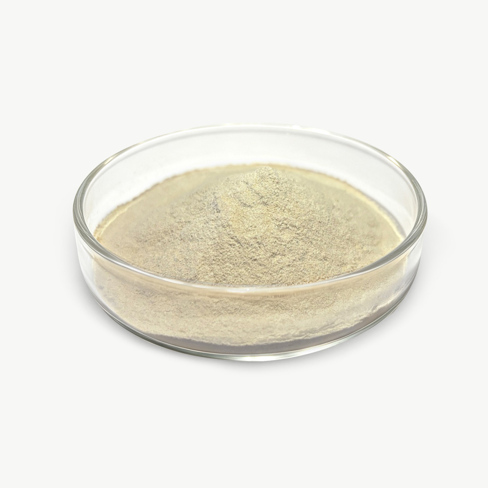 Bacillus Subtilis 1 Bacillus Subtilis