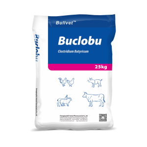 Clostridium Butyricum