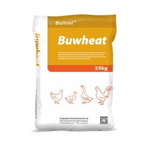 Buwheat-Xylanase, protease, amylase, cellulase