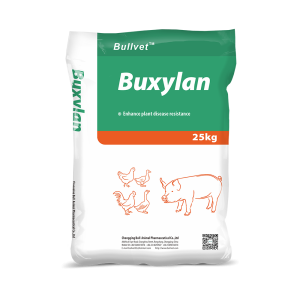 Buxylan-Xylanase